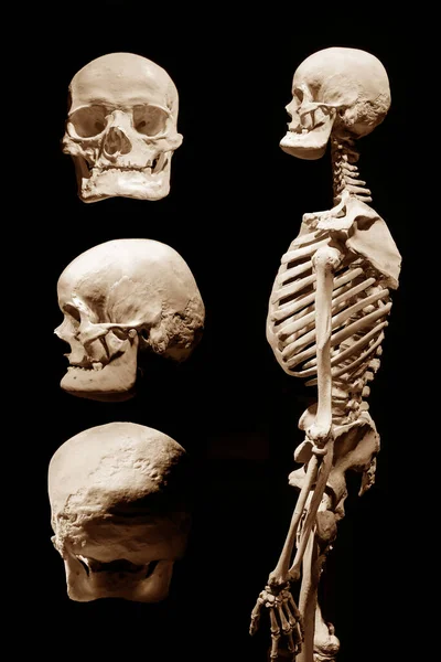 Scheletro Umano Morte Anatomica Astratto Isloated — Foto Stock