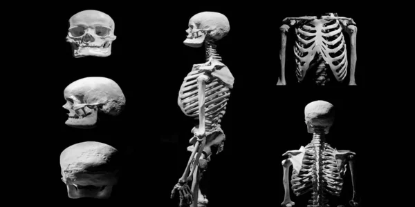 Menselijk Skelet Anatomische Dood Abstract Geã Soleerd — Stockfoto