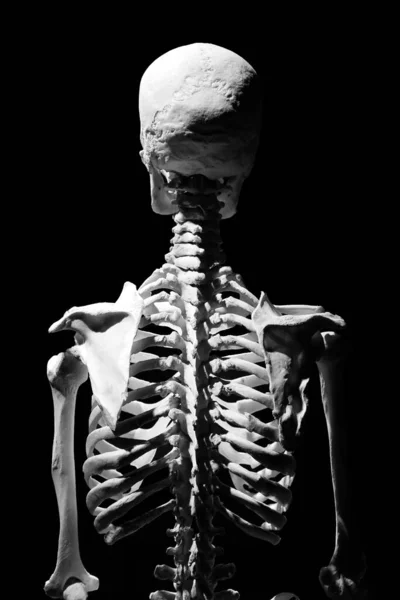 Lidská Kostra Anatomické Smrti Abstraktní Isloated — Stock fotografie