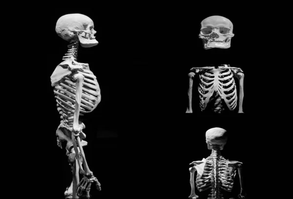 Esqueleto Humano Muerte Anatómica Abstracta Isloated —  Fotos de Stock