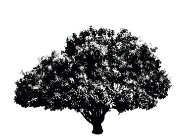 Ağaç - Bonsai bitkisi