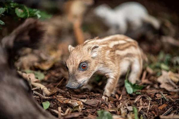 Wild boar , mammal animal