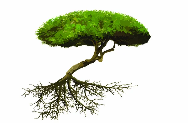 Дерево Бонсай Іонізована Рослина — стокове фото