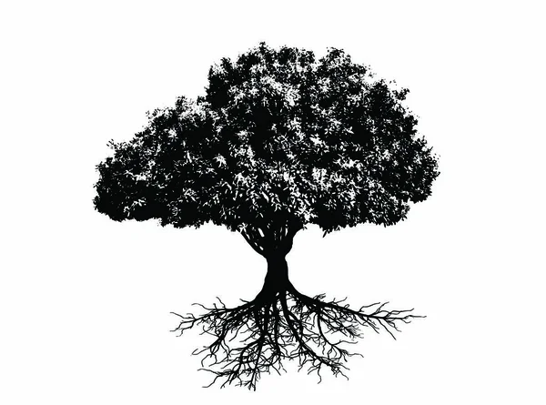 Träd Bonsai Avjoniserad Växt — Stockfoto