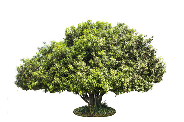 Tree - Bonsai iolated plant