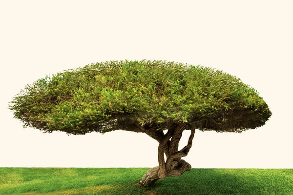 Ağaç Bonsai Bitkisi — Stok fotoğraf