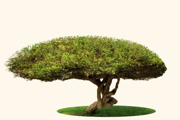 Träd Bonsai Avjoniserad Växt — Stockfoto