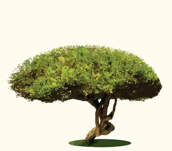 Baum Bonsai Iolierte Pflanze — Stockfoto