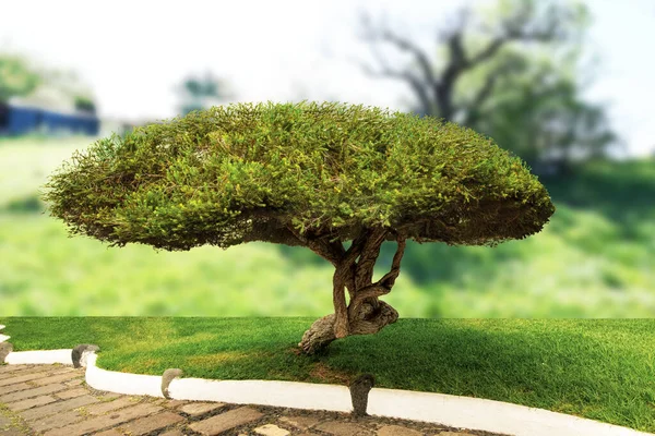 Δέντρο Bonsai Iolated Plant — Φωτογραφία Αρχείου