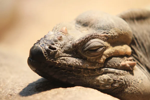 Rhinoceros Iguana Cornu Reptile — Stock fotografie