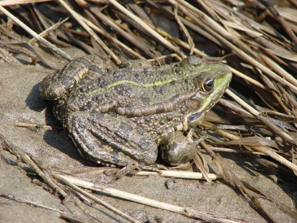 Water brown frog sits by the river — Stock Photo, Image