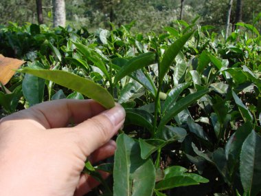 Hint tarlalarında çay yaprakları toplamak. Yaz.