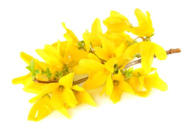 Hor çiçeği Zeytingiller çiçekleri beyaz arka plan üzerinde izole çiçekler