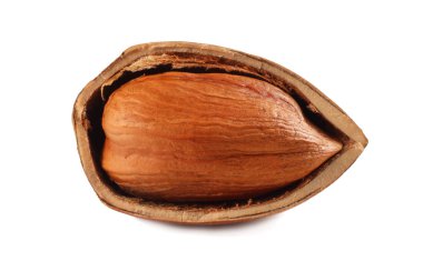 Beyaz bir arka planda izole edilmiş bir fındık. makro