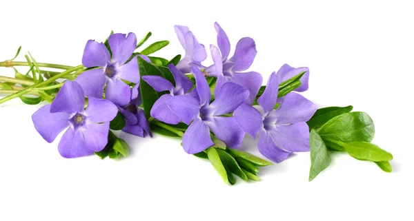 Bouquet Blue Periwinkle Green Leaves Isolated White Background Vinca Minor — Stock Photo, Image