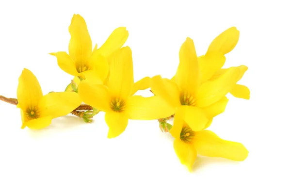 黄色を花の白い背景で隔離の花します — ストック写真