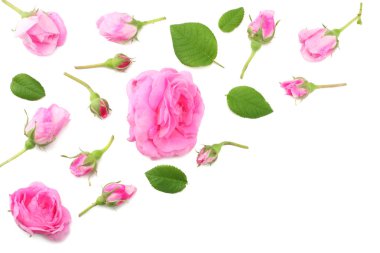 Pembe gül çiçek beyaz arka plan üzerinde izole. üstten görünüm