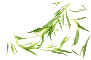Tarragon (Artemisia dracunculus) beyaz arkaplanda izole edildi
