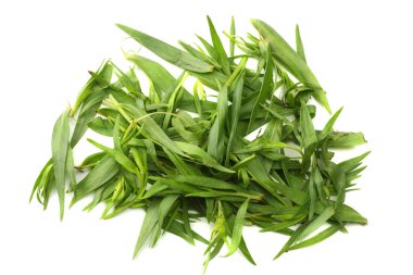 Beyaz arka plan üzerinde izole tarhun yaprak (Artemisia dracunculus)