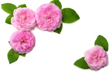 Pembe gül çiçek beyaz arka plan üzerinde izole. üstten görünüm