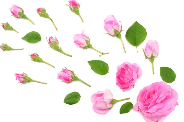 Roze Roze Bloemen Geïsoleerd Een Witte Achtergrond Bovenaanzicht — Stockfoto