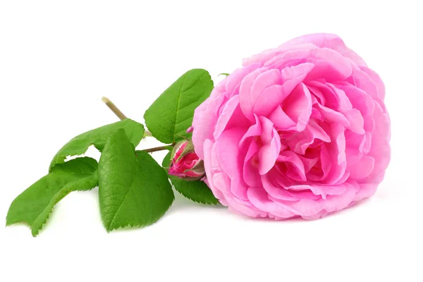 Roze Roos Bloemen Geïsoleerd Witte Achtergrond — Stockfoto