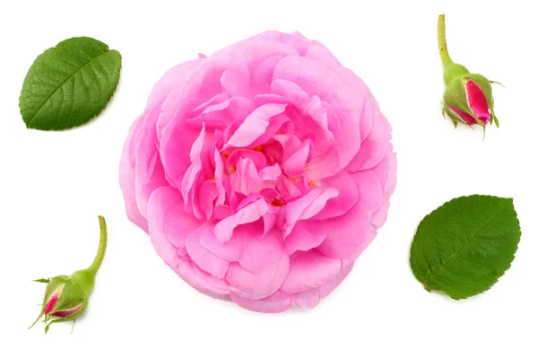 Roze Roze Bloemen Geïsoleerd Een Witte Achtergrond Bovenaanzicht — Stockfoto