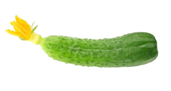 Een Verse Komkommers Geïsoleerd Witte Achtergrond — Stockfoto