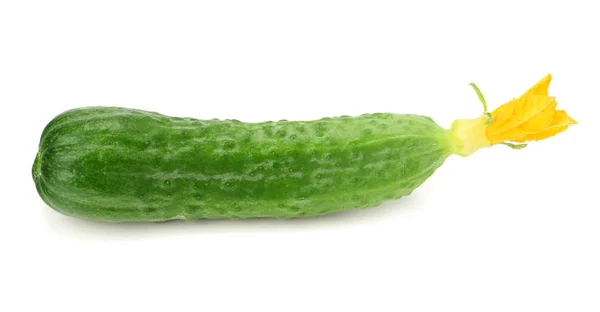 One Fresh Cucumbers Isolated White Background — Stock Photo, Image