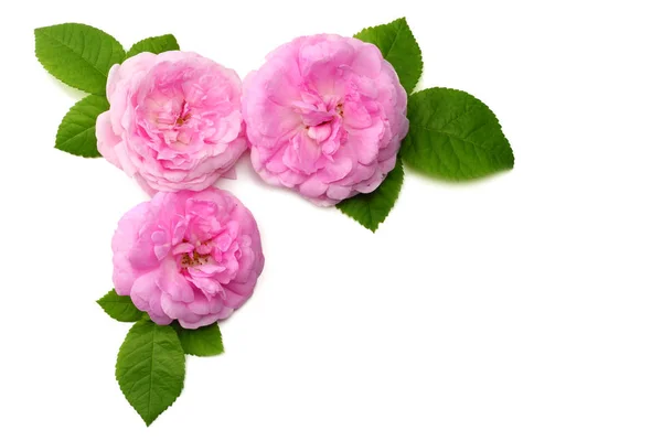 Roze Roze Bloemen Geïsoleerd Een Witte Achtergrond Bovenaanzicht — Stockfoto