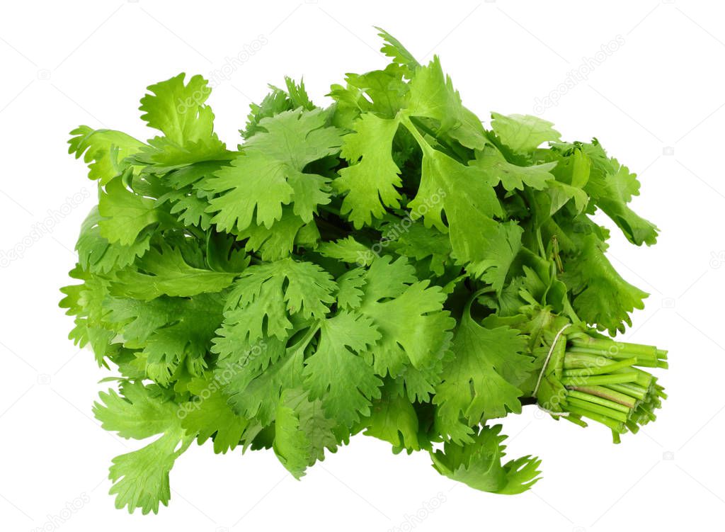 Bunch of fresh coriander leaves isolated on white background. Coriandrum sativum. cilantro