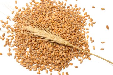 buğday tohumu arka plan ile spikelets. buğday tohumu doku. üstten görünüm.