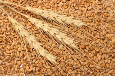 buğday tohumu arka plan ile spikelets. buğday tohumu doku. üstten görünüm.