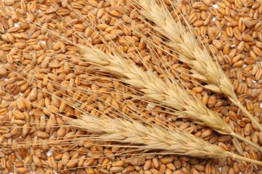 buğday tohumu arka plan ile spikelets. buğday tohumu doku. üstten görünüm.