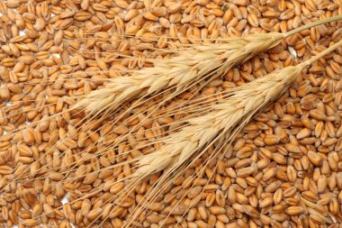 buğday tohumu arka plan ile spikelets. buğday tohumu doku. üstten görünüm.