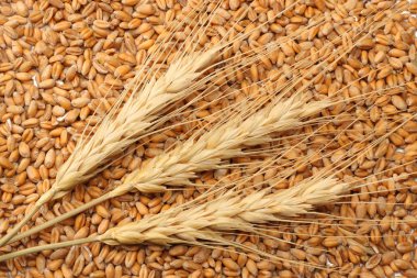 buğday tohumu arka plan ile spikelets. buğday tohumu doku. üstten görünüm
