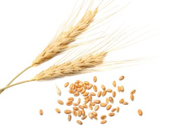 Spikelets ve beyaz zemin üzerine buğday taneleri. üstten görünüm