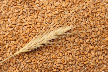 buğday tohumu arka plan ile spikelets. buğday tohumu doku. üstten görünüm