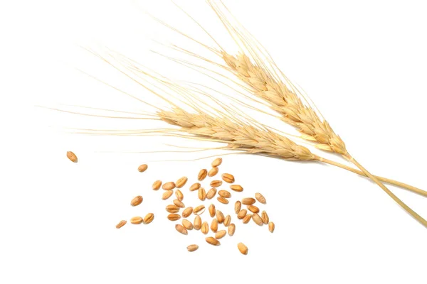 Spikelets ve beyaz zemin üzerine buğday taneleri. üstten görünüm