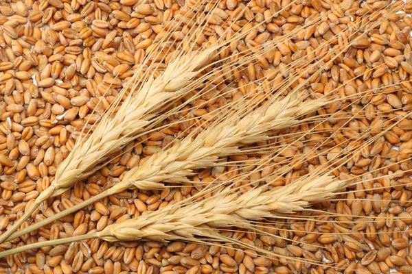 wheat seeds background with spikelets. wheat seeds texture. top view