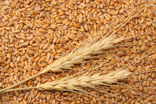 wheat seeds background with spikelets. wheat seeds texture. top view