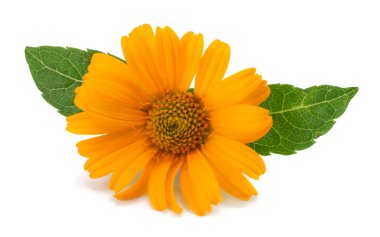 Yeşil yapraklı kadife çiçekleri beyaz arka planda izole edilmiştir (calendula çiçeği )