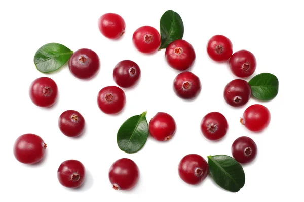 Beyaz arka planda yeşil yapraklı yabanmersini. en üstteki görünüm