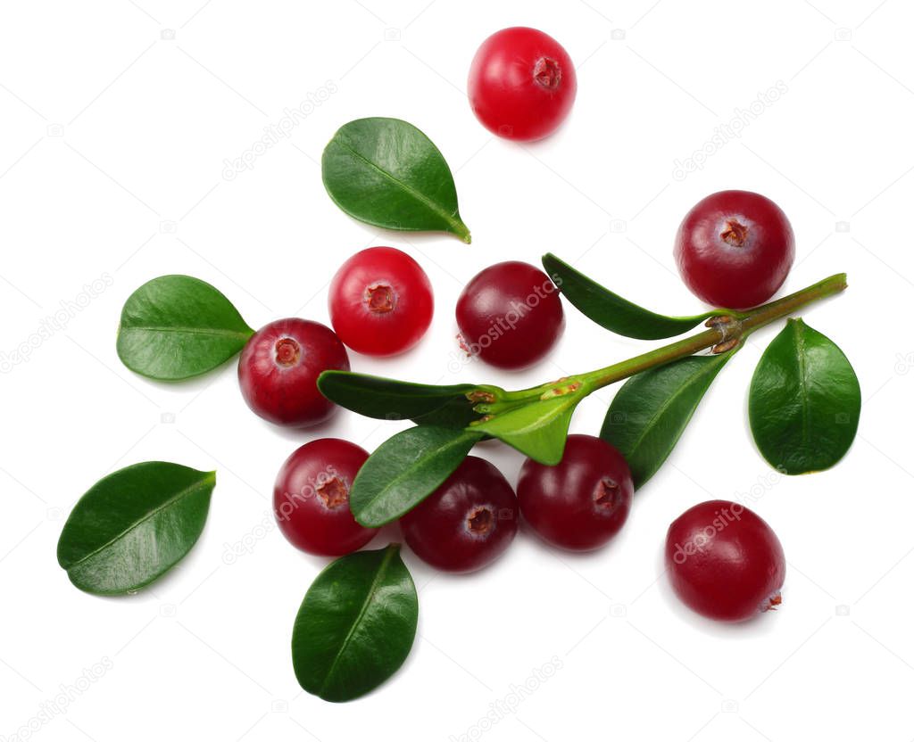 Cranberry with green leaves isolated on white background. top view