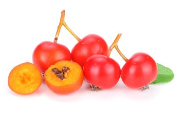 dilim ve yeşil yaprak beyaz arka plan üzerinde izole kırmızı rowan. makro