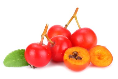 dilim ve yeşil yaprak beyaz arka plan üzerinde izole kırmızı rowan. makro