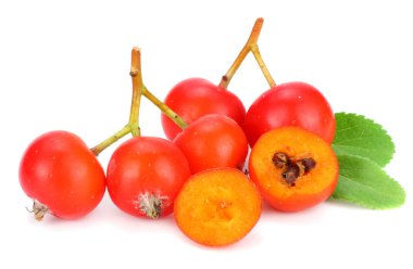 yeşil yaprak beyaz arka plan üzerinde izole kırmızı üvez meyveleri. makro