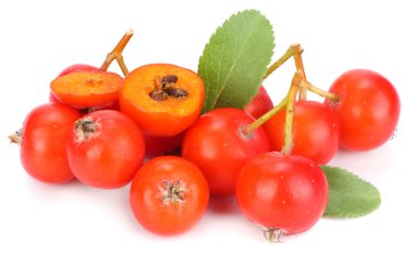 yeşil yaprak beyaz arka plan üzerinde izole kırmızı üvez meyveleri. makro