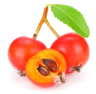 yeşil yaprak beyaz arka plan üzerinde izole kırmızı üvez meyveleri. makro