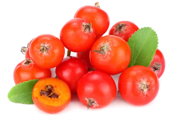 Bayas Serbal Rojo Con Hoja Verde Aislada Sobre Fondo Blanco —  Fotos de Stock